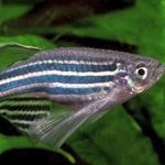 Profile Picture of Aaron Jackson (@aaa_aquascapes_breeding) on Instagram