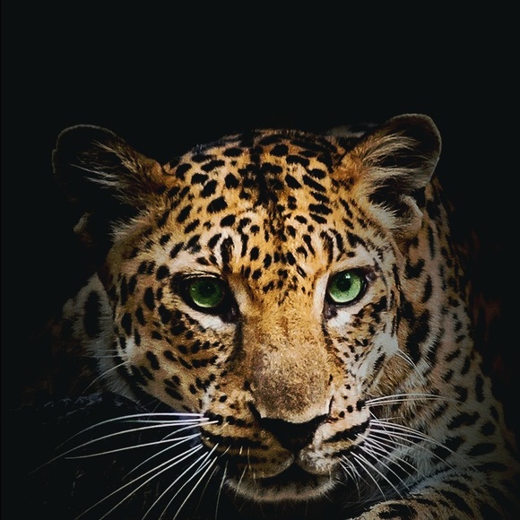 Profile Picture of Lexy Terhune (@lexyt123) on Poshmark