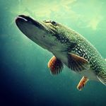Profile Picture of George Pike (@pikecatchnow) on Instagram