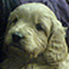 Profile Picture of Susan Chew (@Susan Chew) on Flickr
