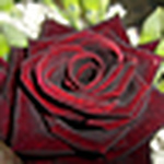 Profile Picture of Tina Phillips (@squeeney01) on Flickr