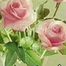 Tohid Naqvi - Twitter Profile Picture of Tohid Naqvi (@SyedTohidAhmed3) on Twitter