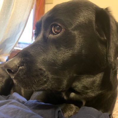 Profile Picture of Joshua Foust (@JoshuaFoust12) on Twitter