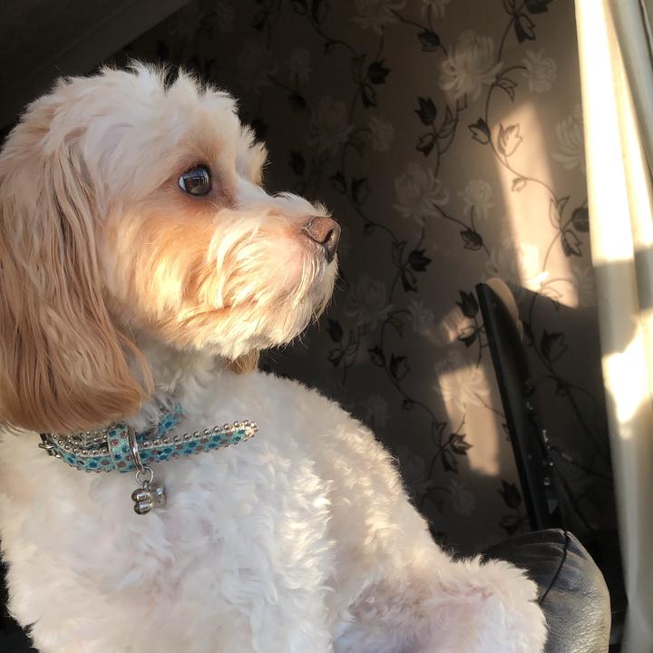 Lacey Marr - Tiktok Profile Picture of Lacey Marr (@laceymarr_) on Tiktok