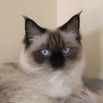 Profile Picture of Jacqueline Fox (@fox8691) on Instagram