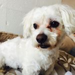 Profile Picture of Zsebi (@zsebi_maltese) on Instagram