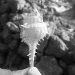 Profile Picture of Joshua Barreto (@xx_joshua1602_xx) on Instagram