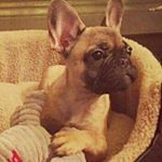 Profile Picture of sandi phillips (@c_c_bloom) on Instagram