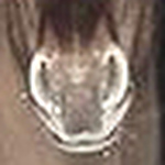 Profile Picture of Justyna Kulikowska (@polkoty) on Flickr