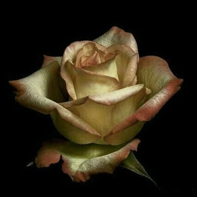 Profile Picture of Hassan Eftekhari (@h1111fggggfgfg) on Twitter