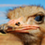 Profile Picture of Anders (@anders h) on Flickr