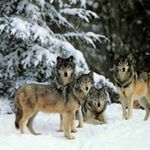 Profile Picture of Brad Donovan (@bad_brad_donovan) on Instagram