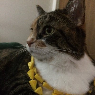 Profile Picture of Amanda Frank (@mandibloom) on Twitter