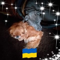 Profile Picture of Robert Bouwmans15 (@robertbouwmans15) on Tiktok