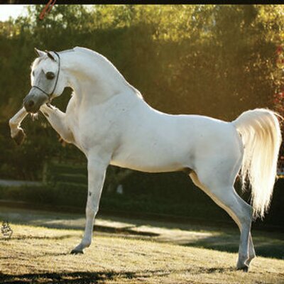 Profile Picture of زايد (@z____2377tyytyt) on Twitter