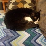 Profile Picture of Alexander Comeaux (@smilingcoyote83) on Instagram