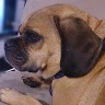 Profile Picture of Shannon McNamee (@@user8965386357698) on Tiktok