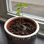 Profile Picture of Plants (@howard.gerard.earl.carl.tim) on Instagram