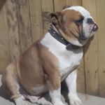 Profile Picture of Tony Ambriz (@ambriz5586) on Instagram