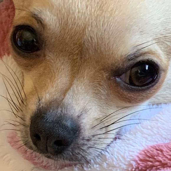 Profile Picture of Amy Ingerson (@arcticsky30) on Poshmark