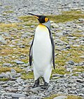 Profile Picture of King penguinon Wikipedia