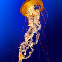 Profile Picture of Darius Freeman (@darius-freeman-11) on Quora