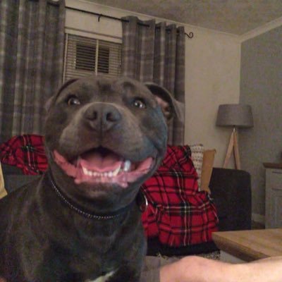 Profile Picture of Josh Mclaughlin (@joshmclaughlin7) on Twitter