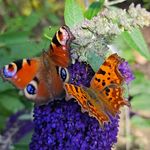 Profile Picture of Ann Stevenson (@aestevenson) on Instagram