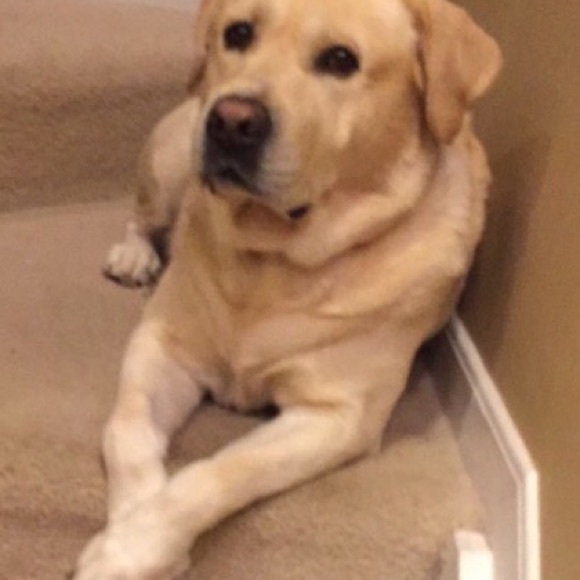 Profile Picture of Trish Moore (@talexandermoore) on Poshmark