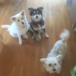 Profile Picture of Bruce Pietsch (@brucecpietsch) on Instagram