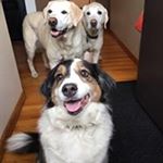 Lisa Patenaude Holt - Instagram Profile Picture of Lisa Patenaude Holt (@lisaj4474) on Instagram