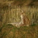 Profile Picture of Robert Wilson (@yakuhinomstiller) on Instagram