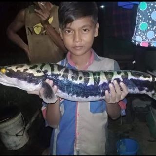 Profile Picture of Komar (@Komar) on Facebook