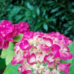 Profile Picture of Feng Chai (@familie1314) on Pinterest