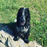 Profile Picture of doodles🐶 (@dudleysharpe) on Instagram