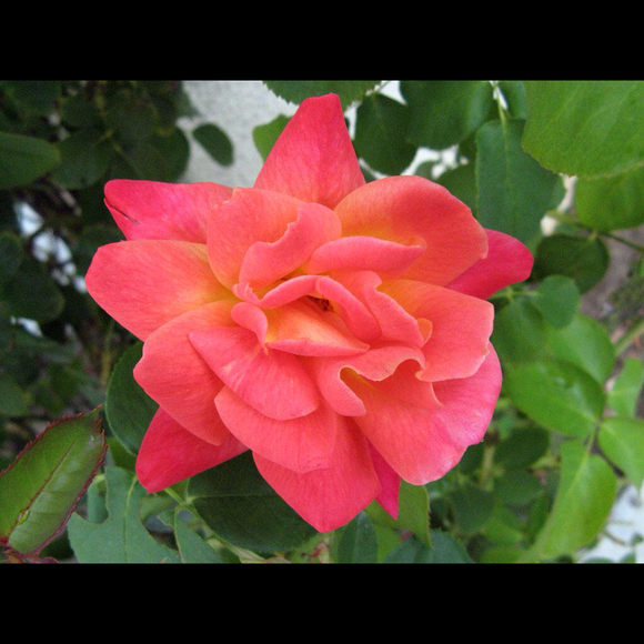 Profile Picture of Jackie Mellardo (@jackiem80) on Poshmark