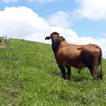 Profile Picture of Marcelo Leone (@ciaderodeioforadalei) on Instagram