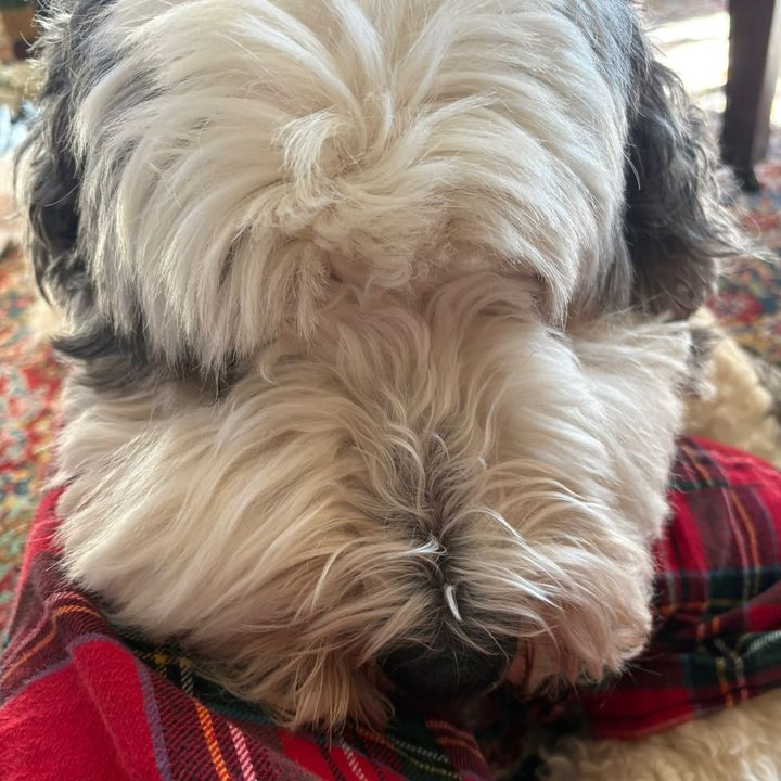 Max.Colletti - Tiktok Profile Picture of Max.Colletti (@max.colletti) on Tiktok