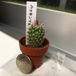 Profile Picture of Charles (@charlee.the.japanese.cactus) on Instagram
