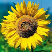 Profile Picture of Lina Sameh (@linasameh2968) on Youtube