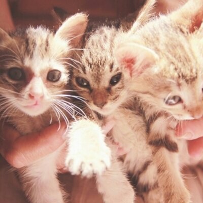 Profile Picture of Alice De Giovanni (@alicedegio) on Twitter