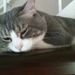 Profile Picture of Dana Pipkin (@Danapipkin) on Pinterest