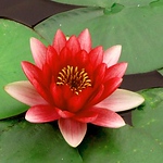 Profile Picture of Nikolina Cvijanovic (@tojagic_nikolina) on Flickr