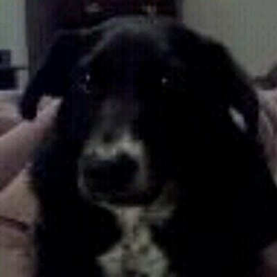 Profile Picture of Joseph Luttrell Jr (@jdluttrell) on Twitter