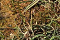Profile Picture of Carex subspathaceaon Wikipedia