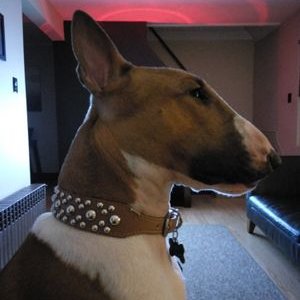Profile Picture of Charles Scalise (@bullterrior33) on Twitter