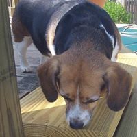 Profile Picture of Lisa Rainville (@beaglelover719) on Pinterest