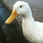 Profile Picture of Ernesto Soares (@ernestoygfgj) on Instagram