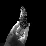 Profile Picture of Dave Lister (@dave.lister.16144606) on Instagram