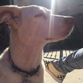 Profile Picture of roxanne apodaca (@roxpops) on Pinterest